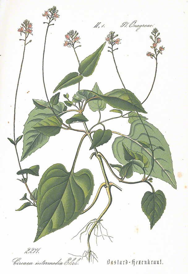 Schlechtendal, Hexenkraut